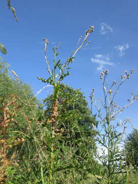 Image of greater dodder