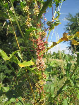 Image of greater dodder