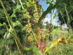 Image of greater dodder