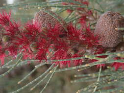 Image of Allocasuarina humilis (Otto & A. Dietr.) L. A. S. Johnson