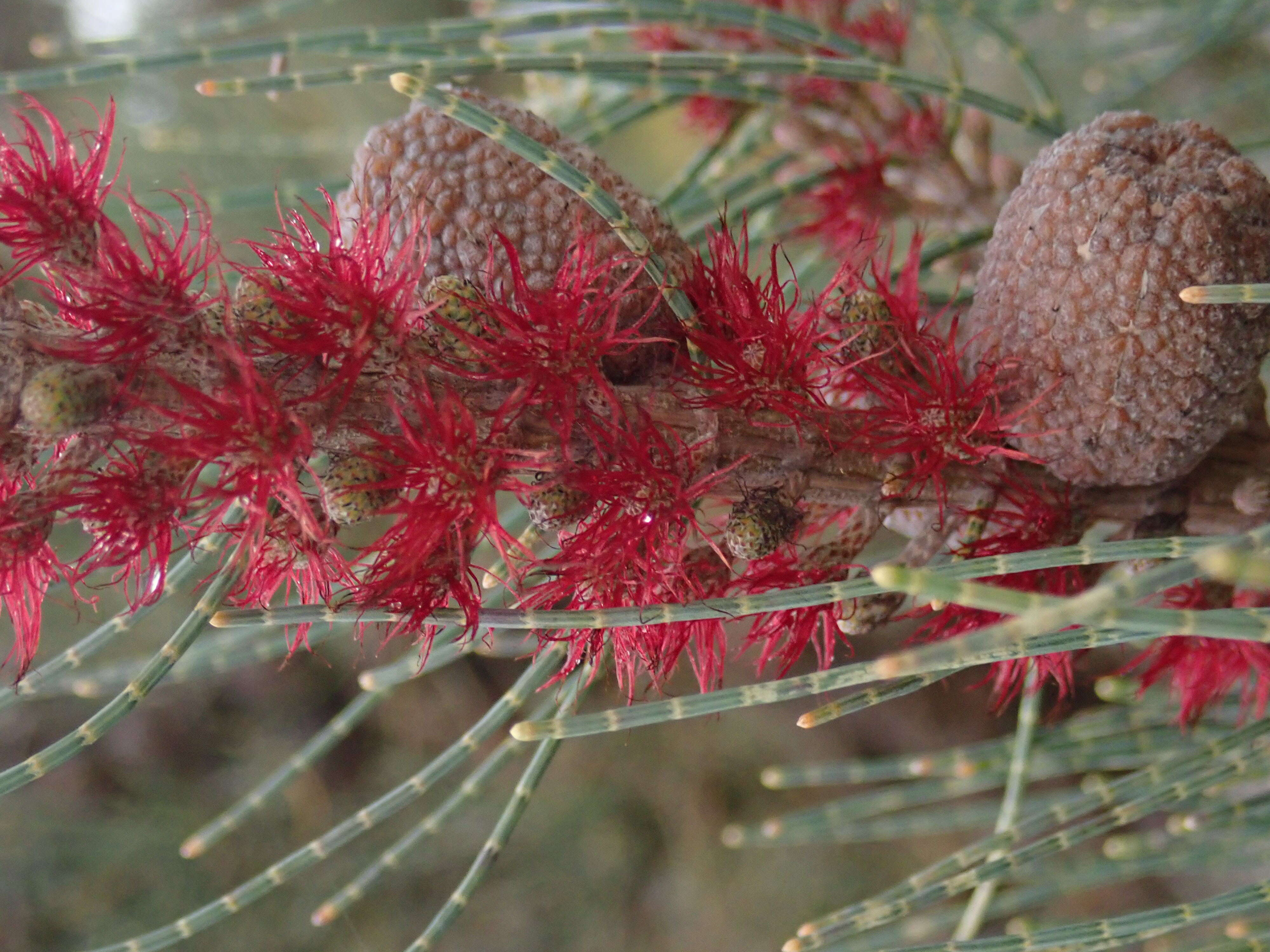 Image of Allocasuarina humilis (Otto & A. Dietr.) L. A. S. Johnson