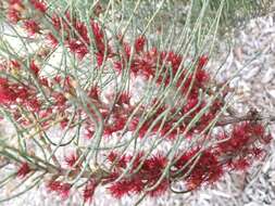 Image of Allocasuarina humilis (Otto & A. Dietr.) L. A. S. Johnson