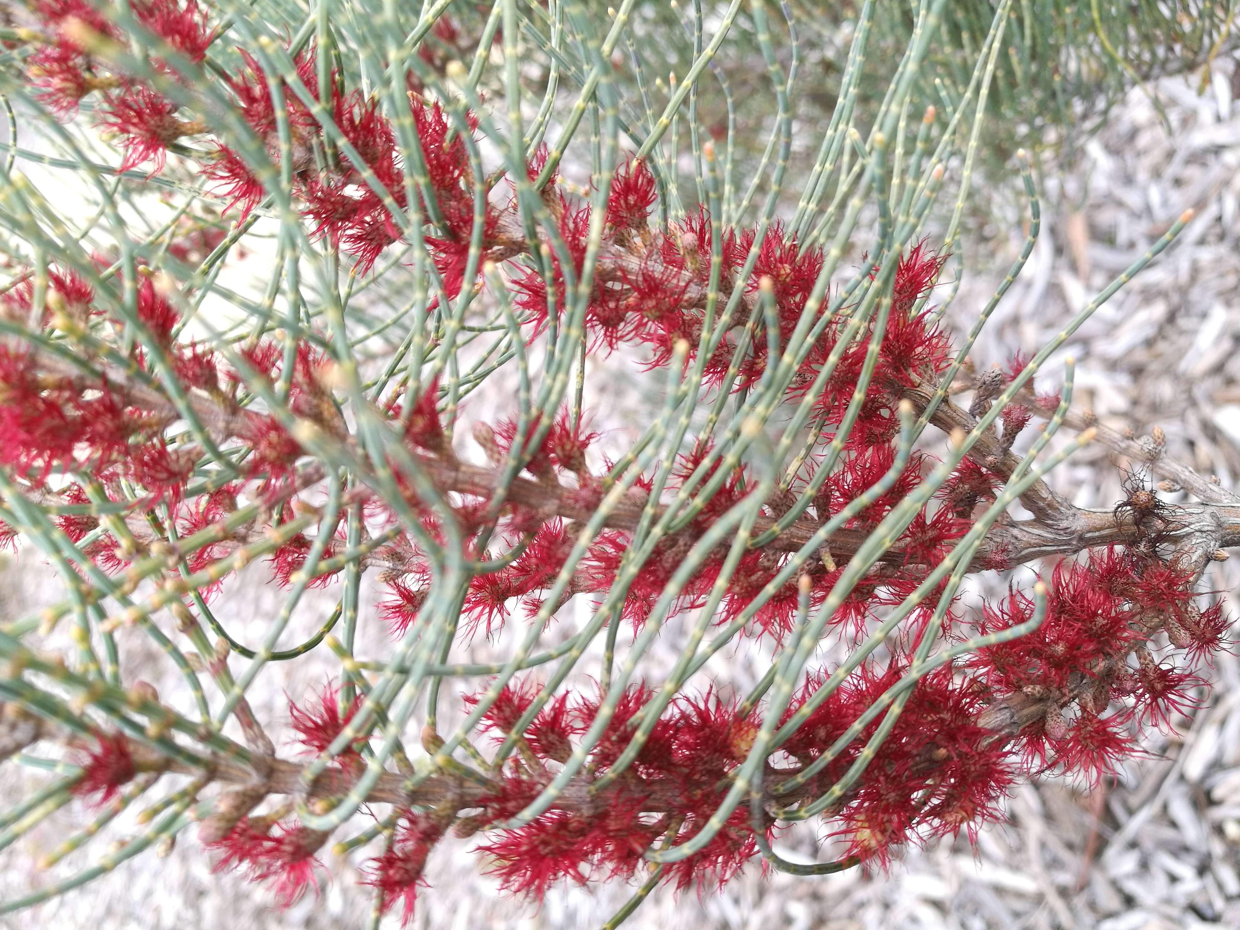 Image of Allocasuarina humilis (Otto & A. Dietr.) L. A. S. Johnson