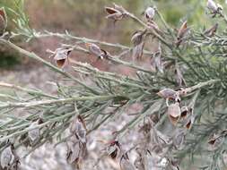 Слика од Jacksonia furcellata (Bonpl.) DC.