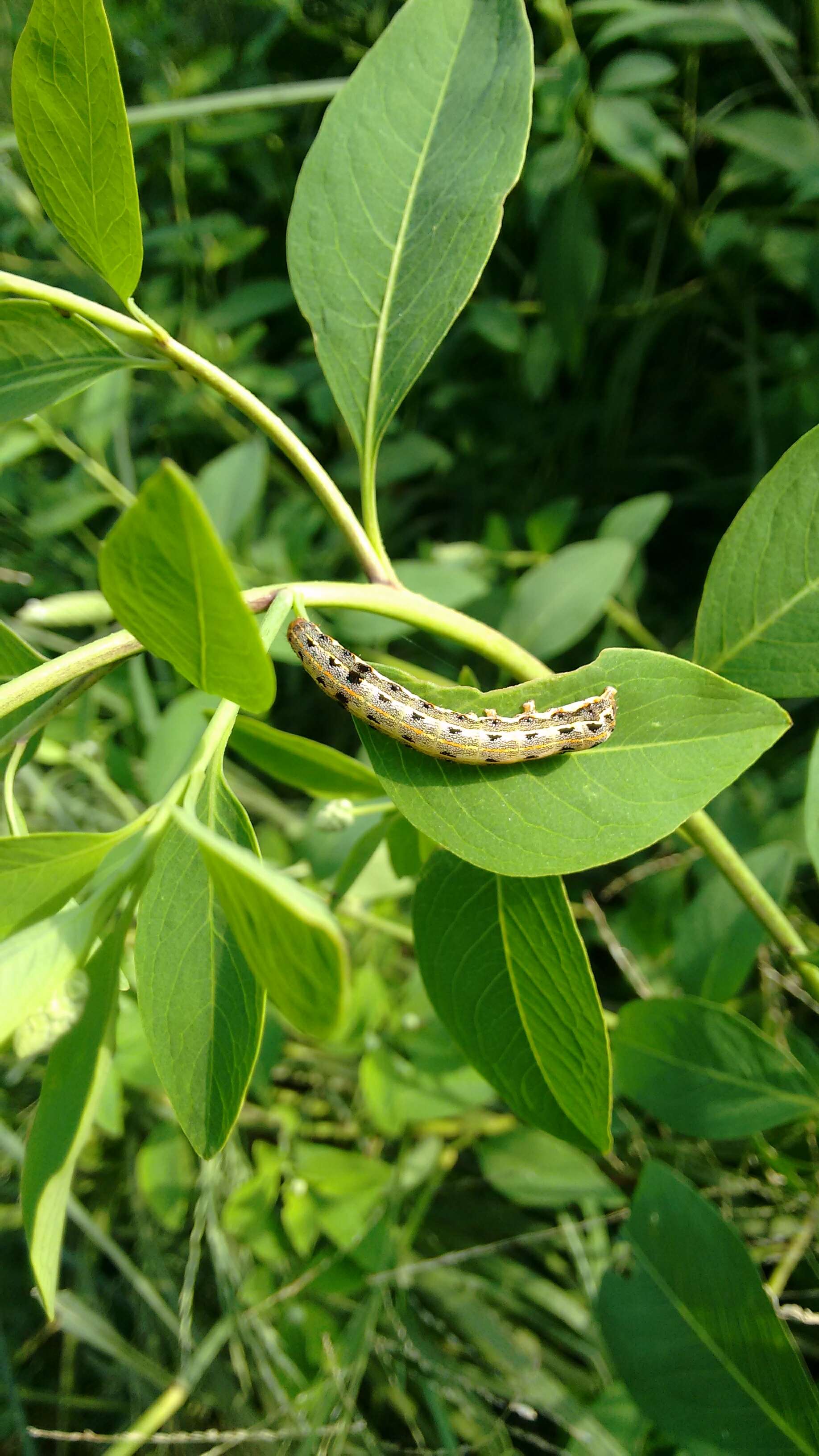 Sivun Spodoptera litura Fabricius 1775 kuva