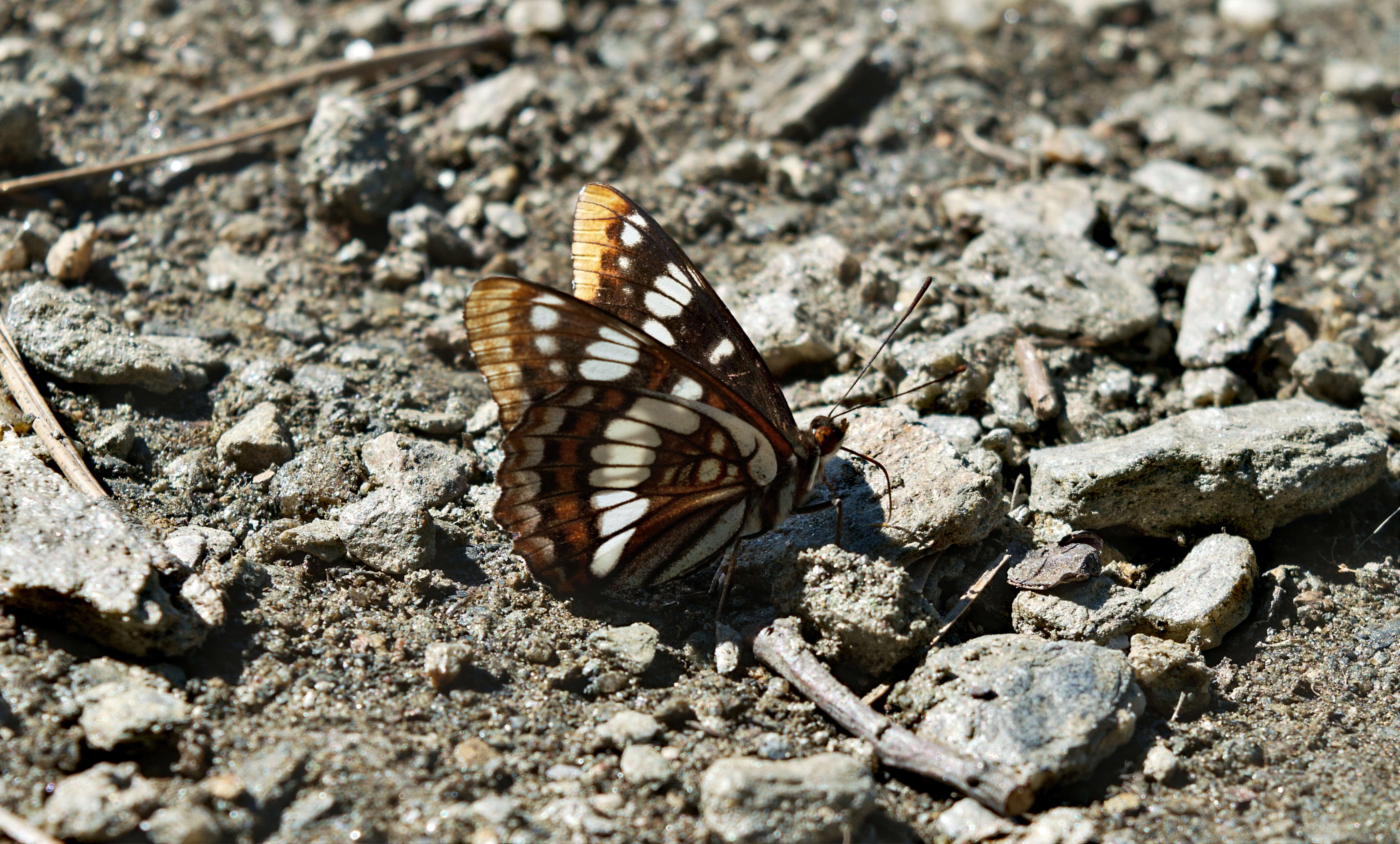 Image of Lorquin's Admiral