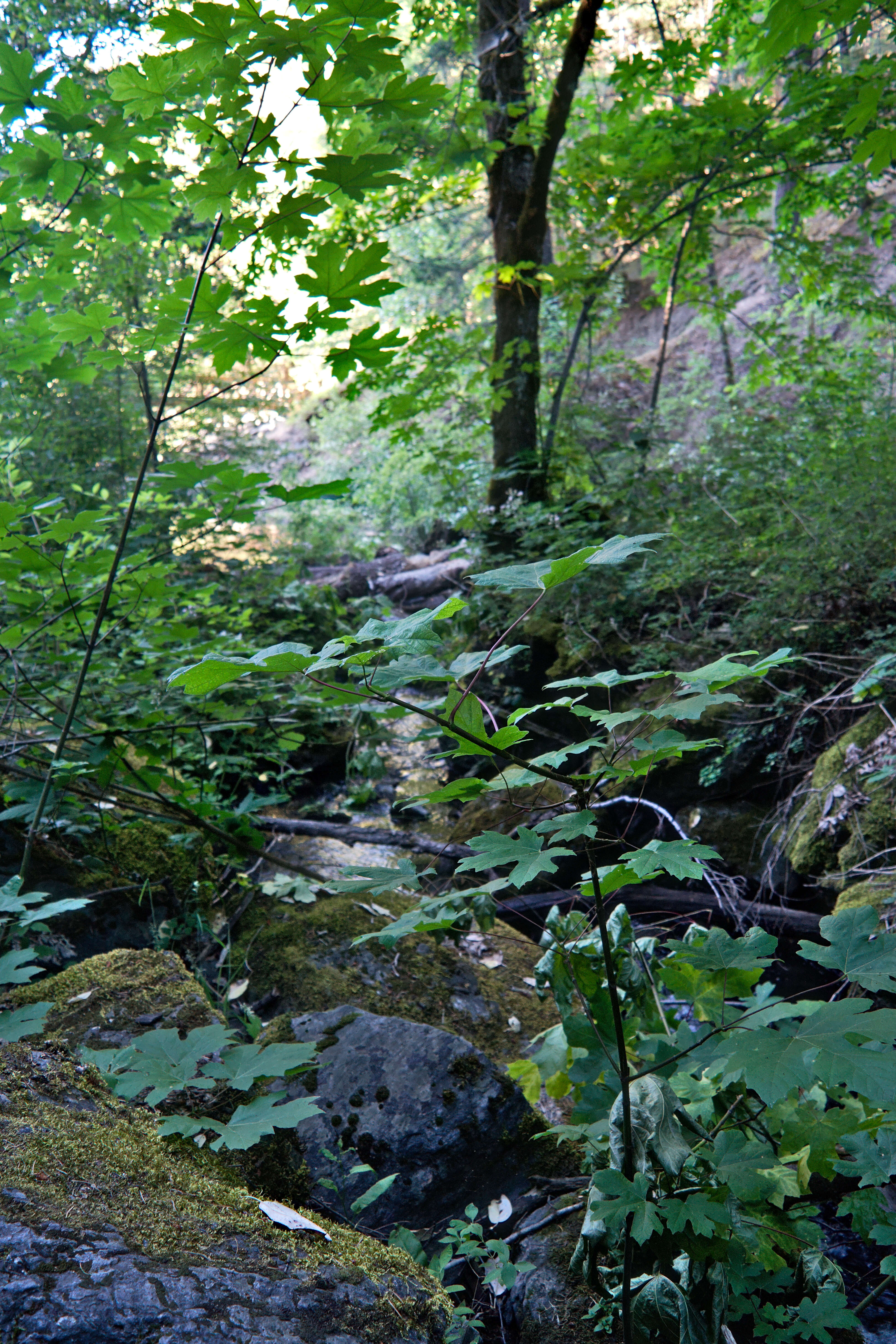 Image of bigleaf maple