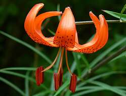 Image of Tiger lily