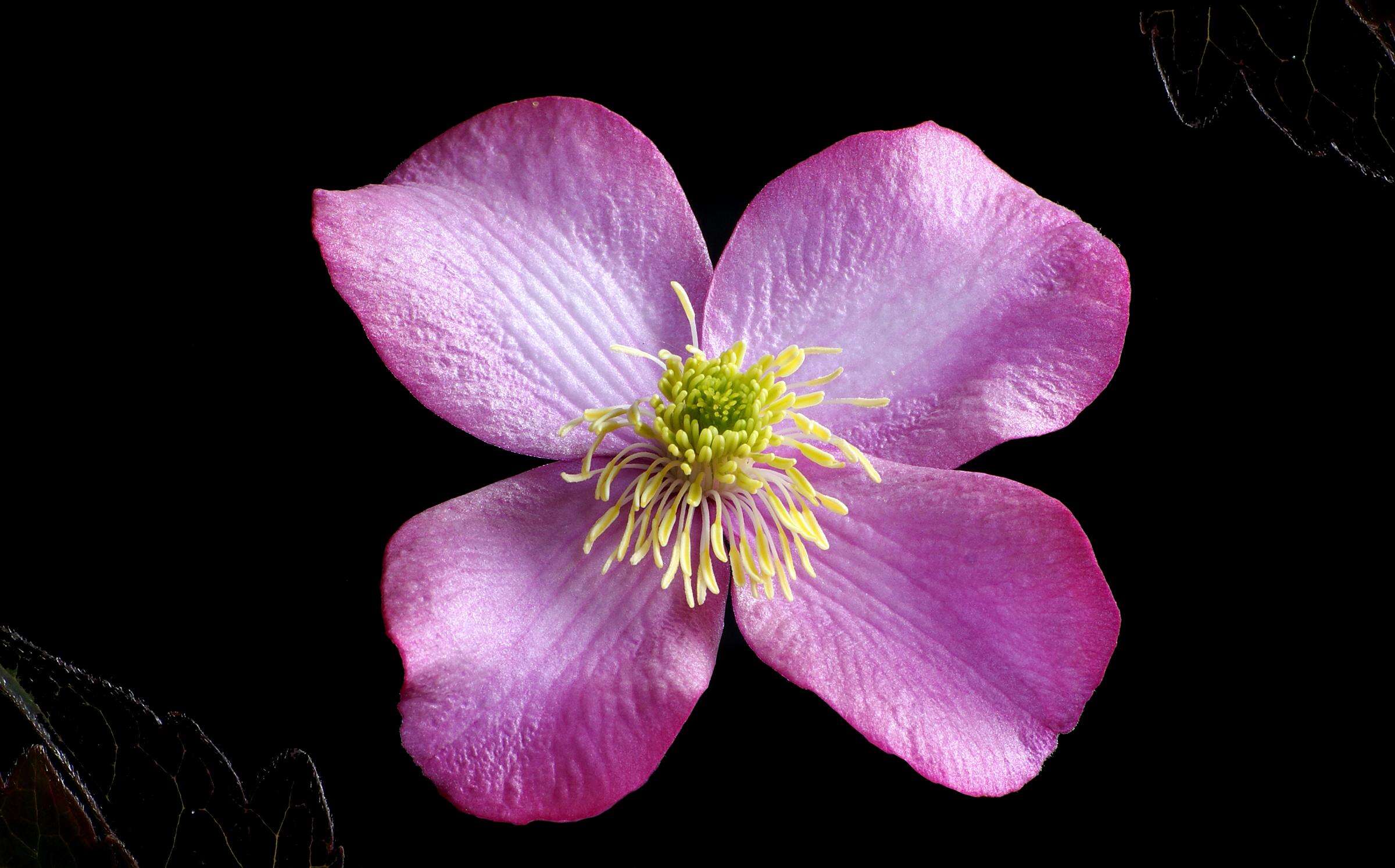 Image of Himalayan Clematis