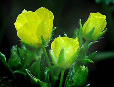 Image of Crambe cordifolia Steven