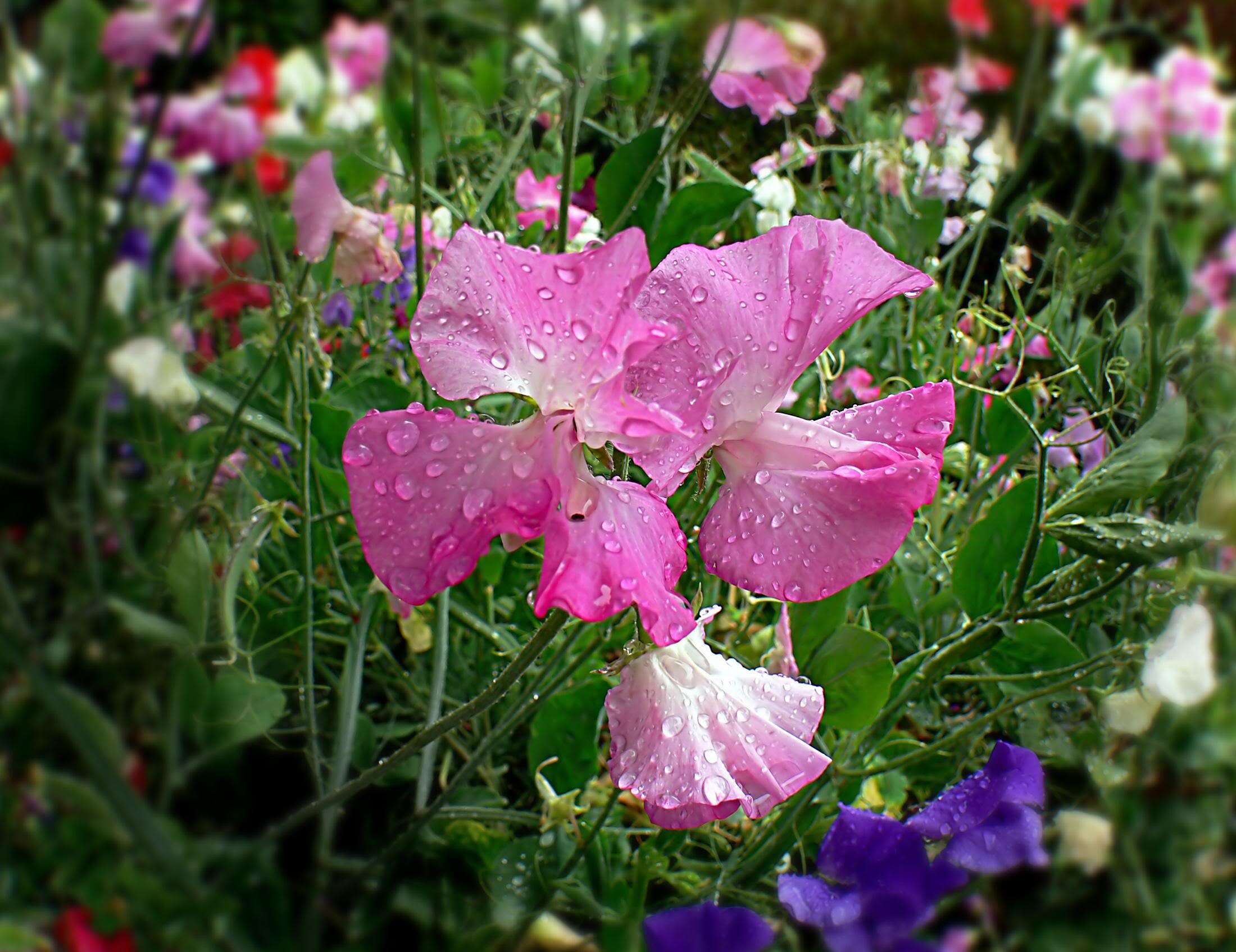 Image of Sweet Pea