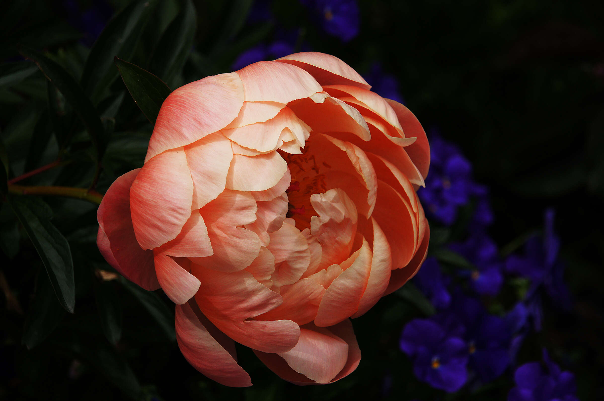 Image of peony family