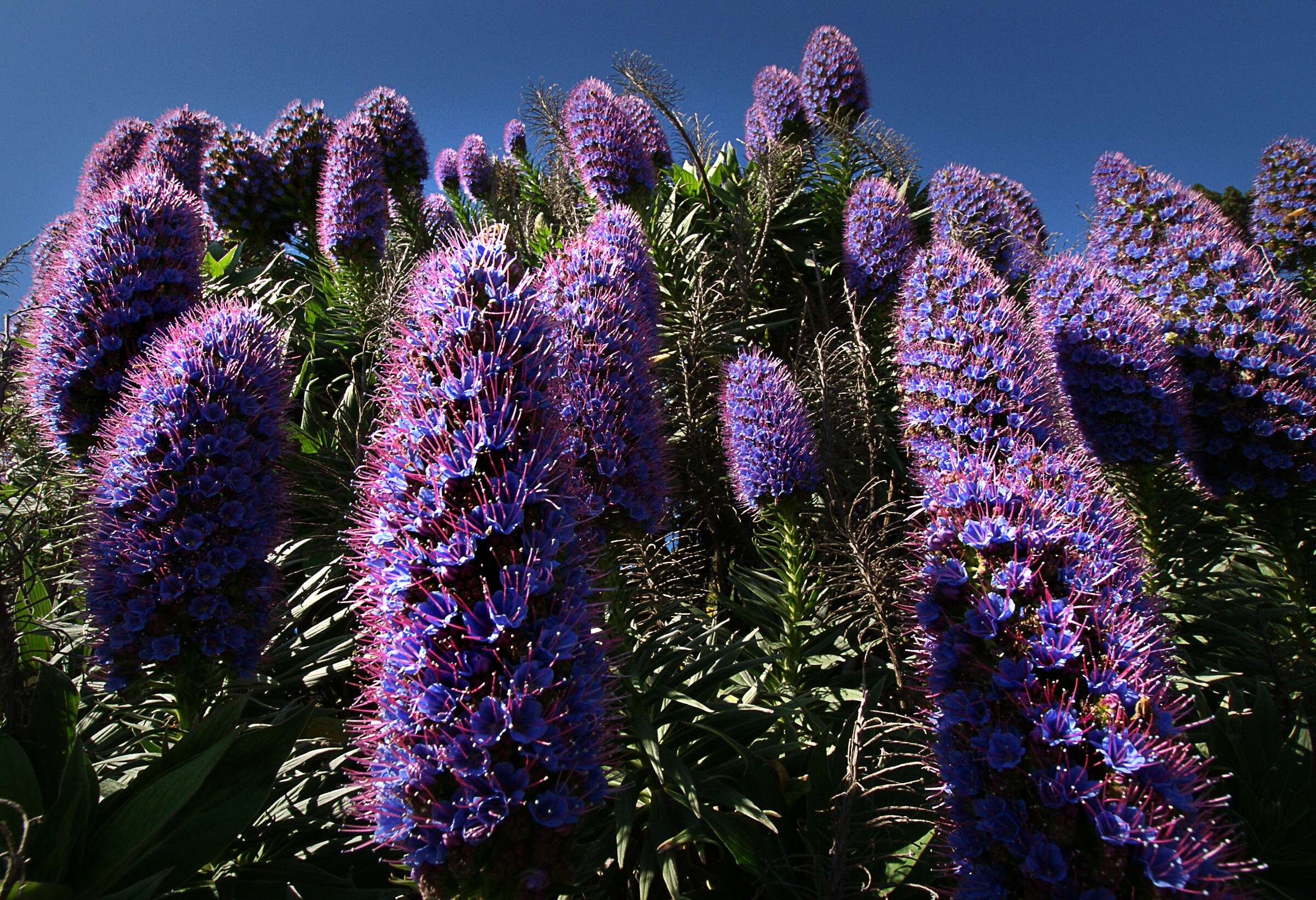 Imagem de Echium candicans L. fil.