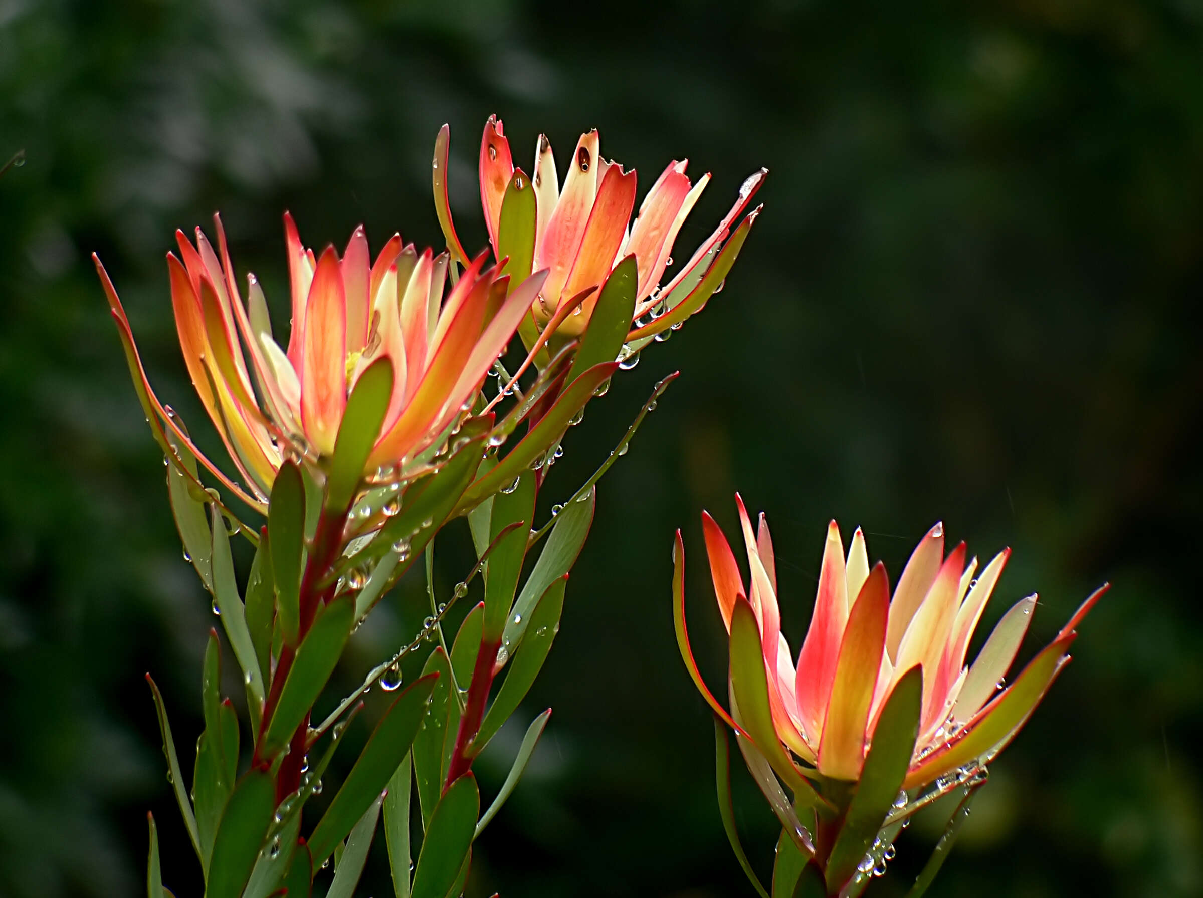 Imagem de Leucadendron