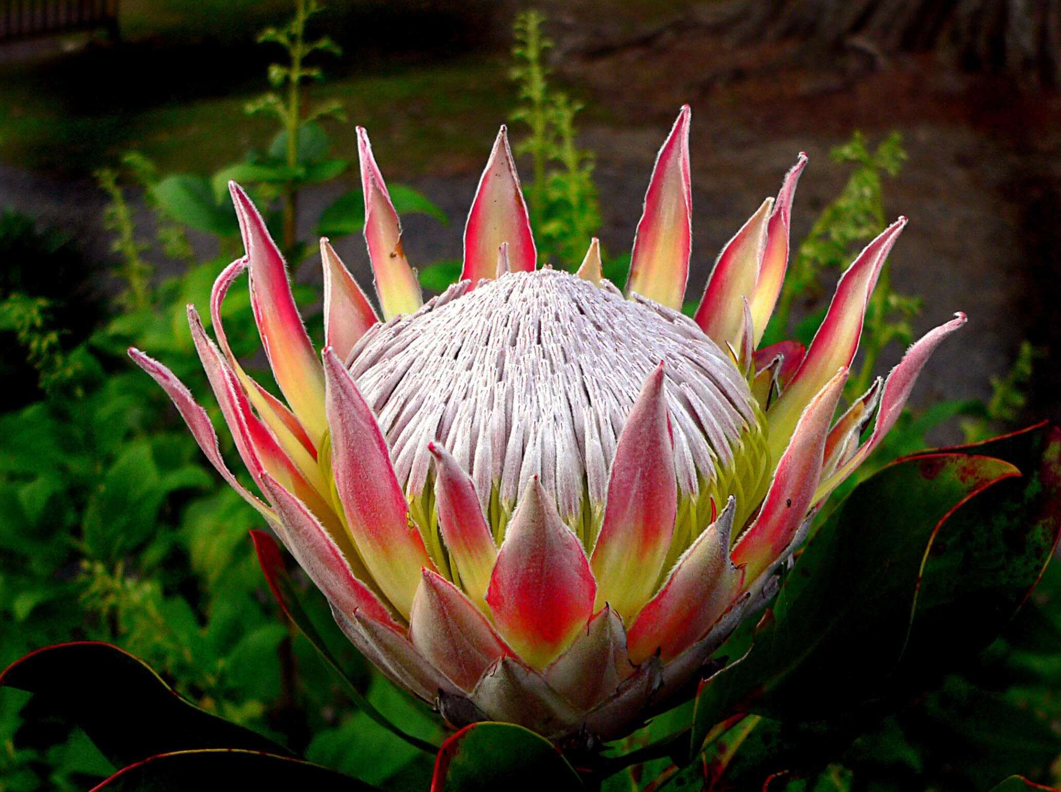 Imagem de Protea cynaroides (L.) L.