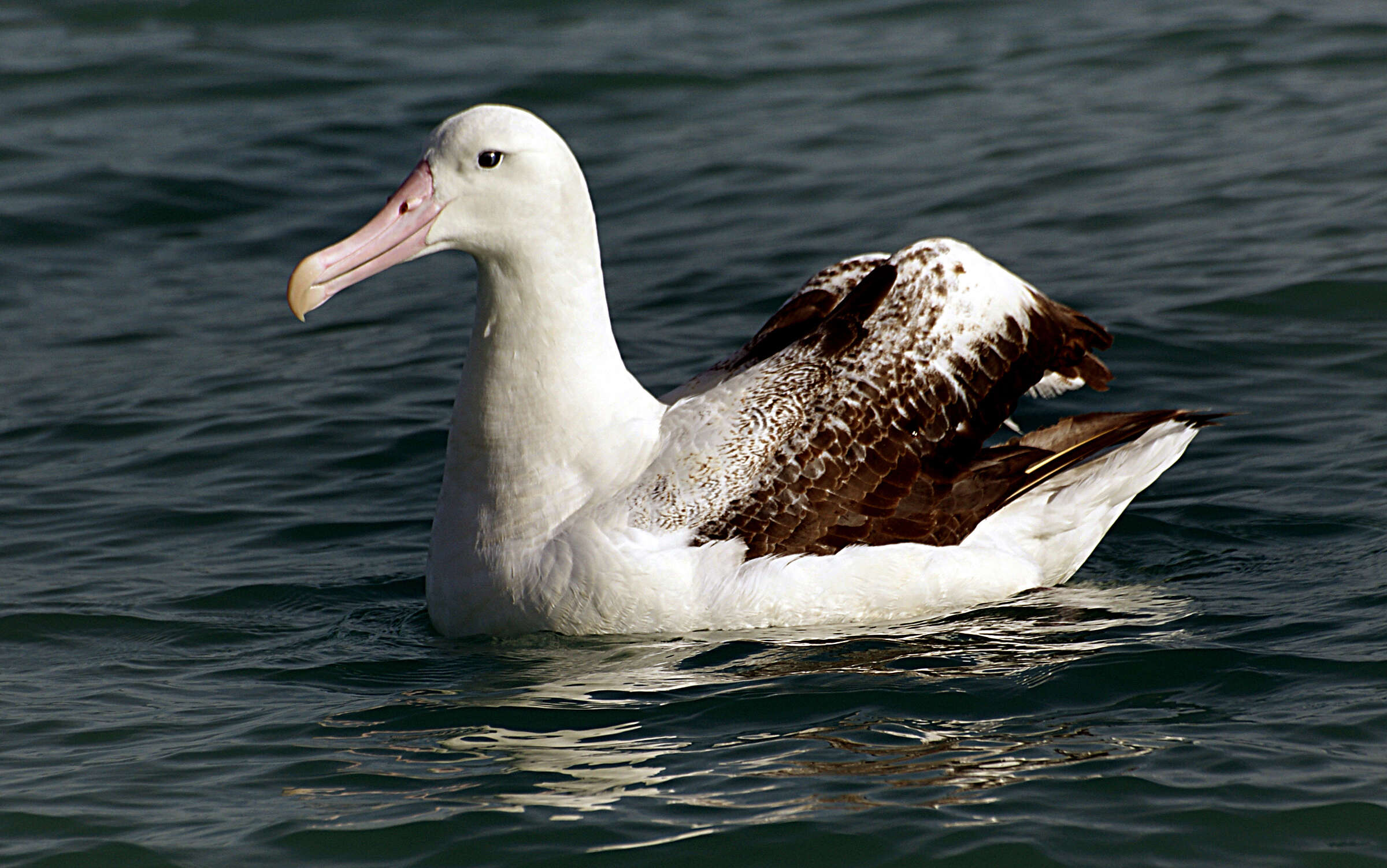 Image de Albatros hurleur