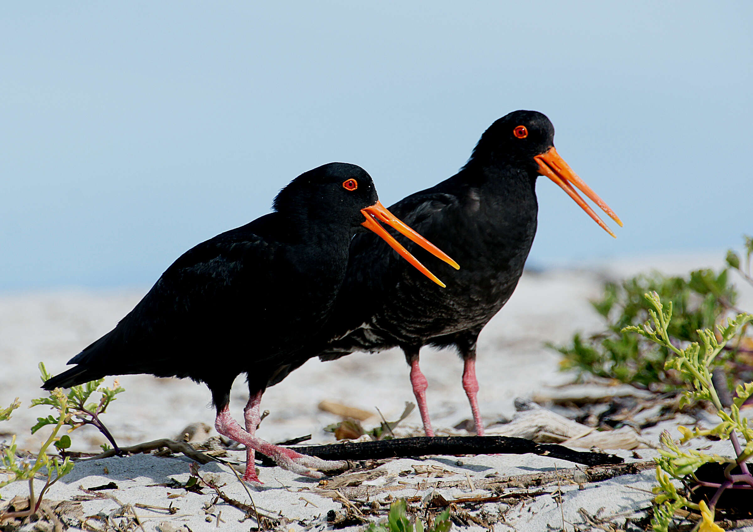 Imagem de Haematopus unicolor Forster & JR 1844