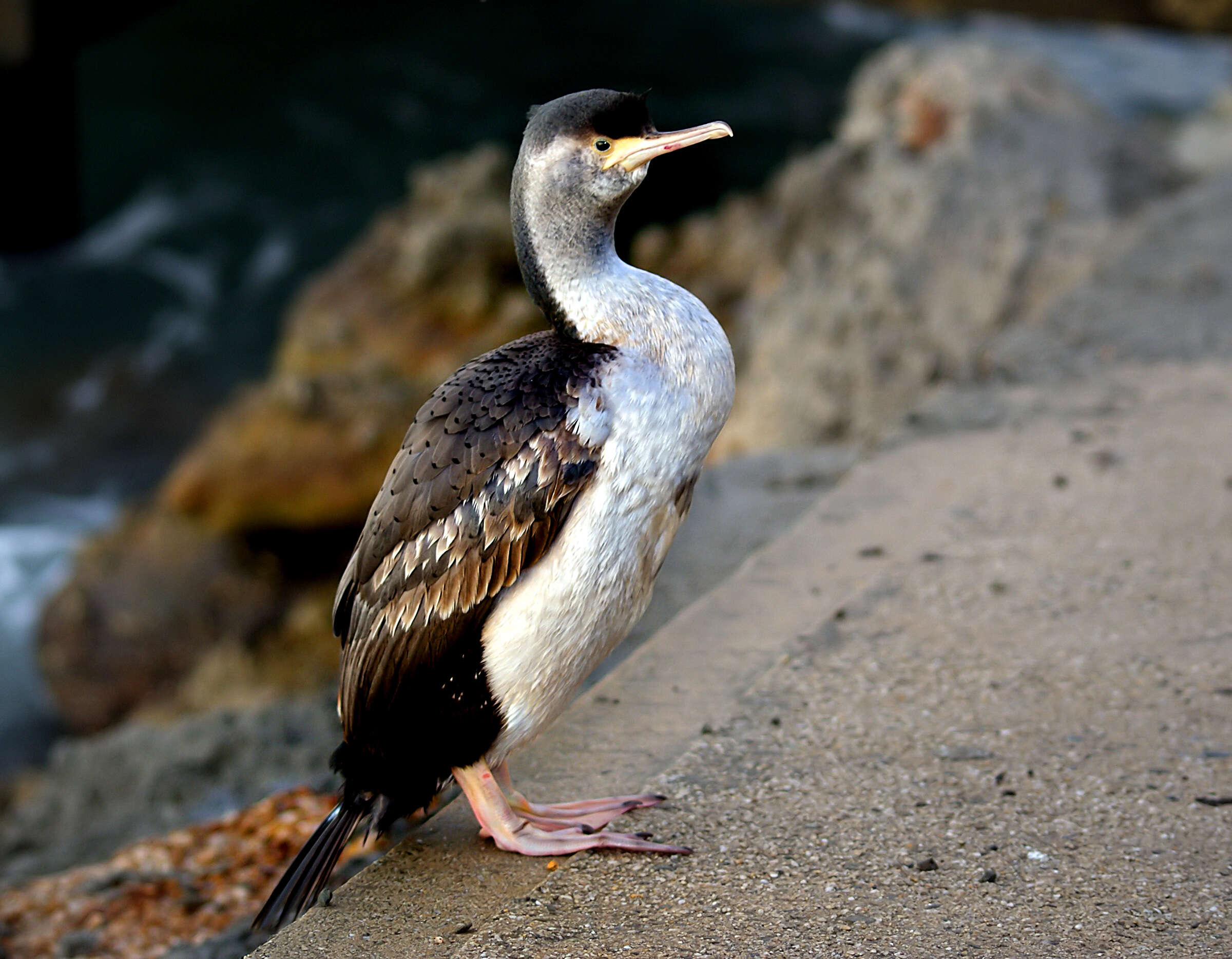 Image of Spotted Shag