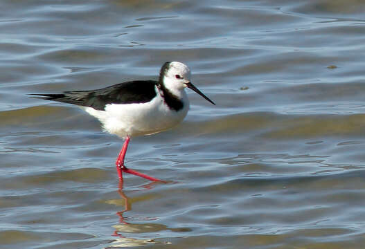 Image of Pied Stilt