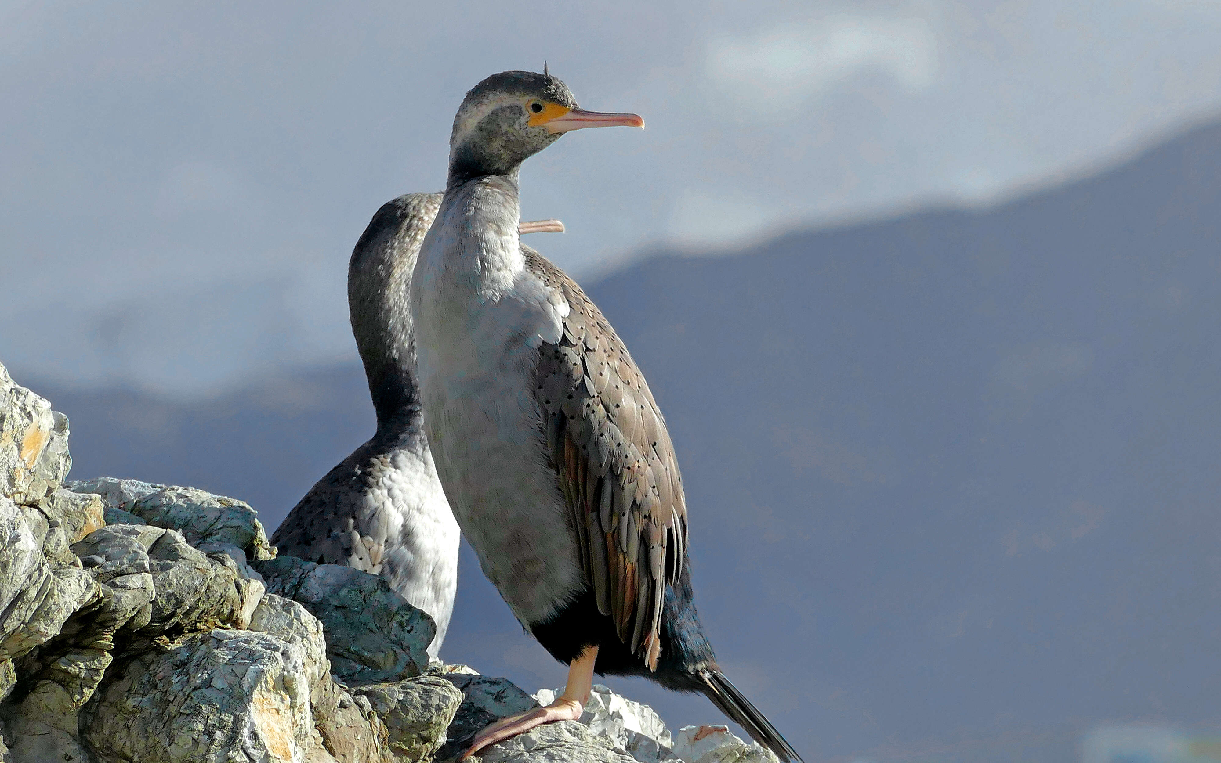 Image of Spotted Shag