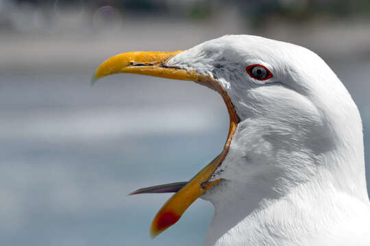 Image of Kelp Gull