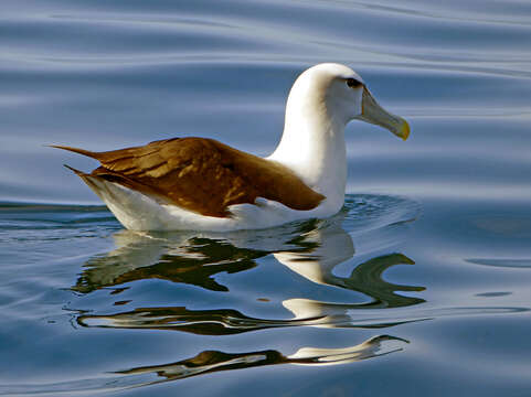 Image of White-capped Albatross