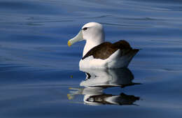 Image of White-capped Albatross