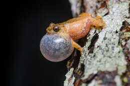 Imagem de Raorchestes parvulus (Boulenger 1893)