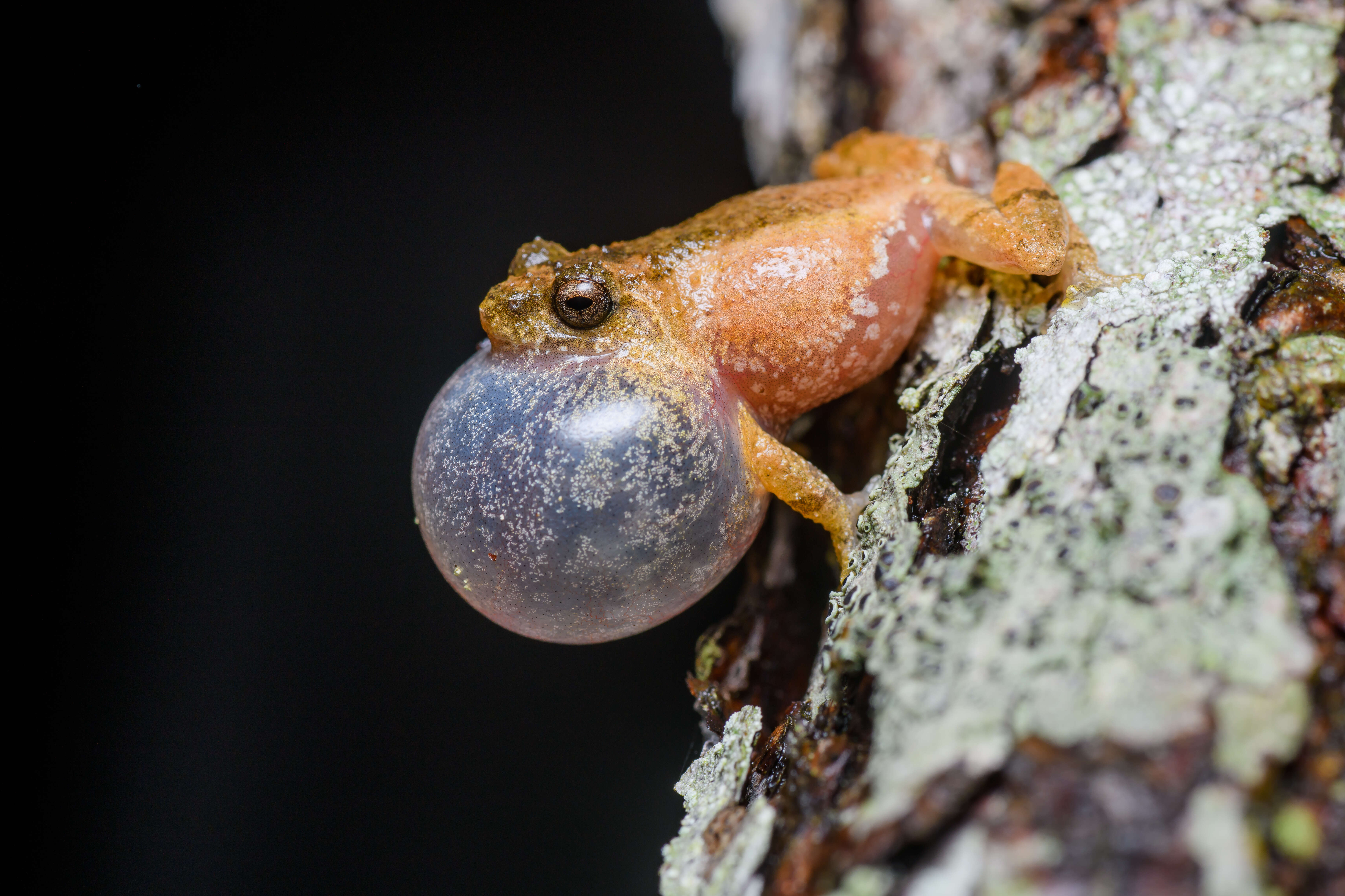 Image of Raorchestes parvulus (Boulenger 1893)