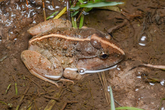 Image of Gyldenstolpe's Frog