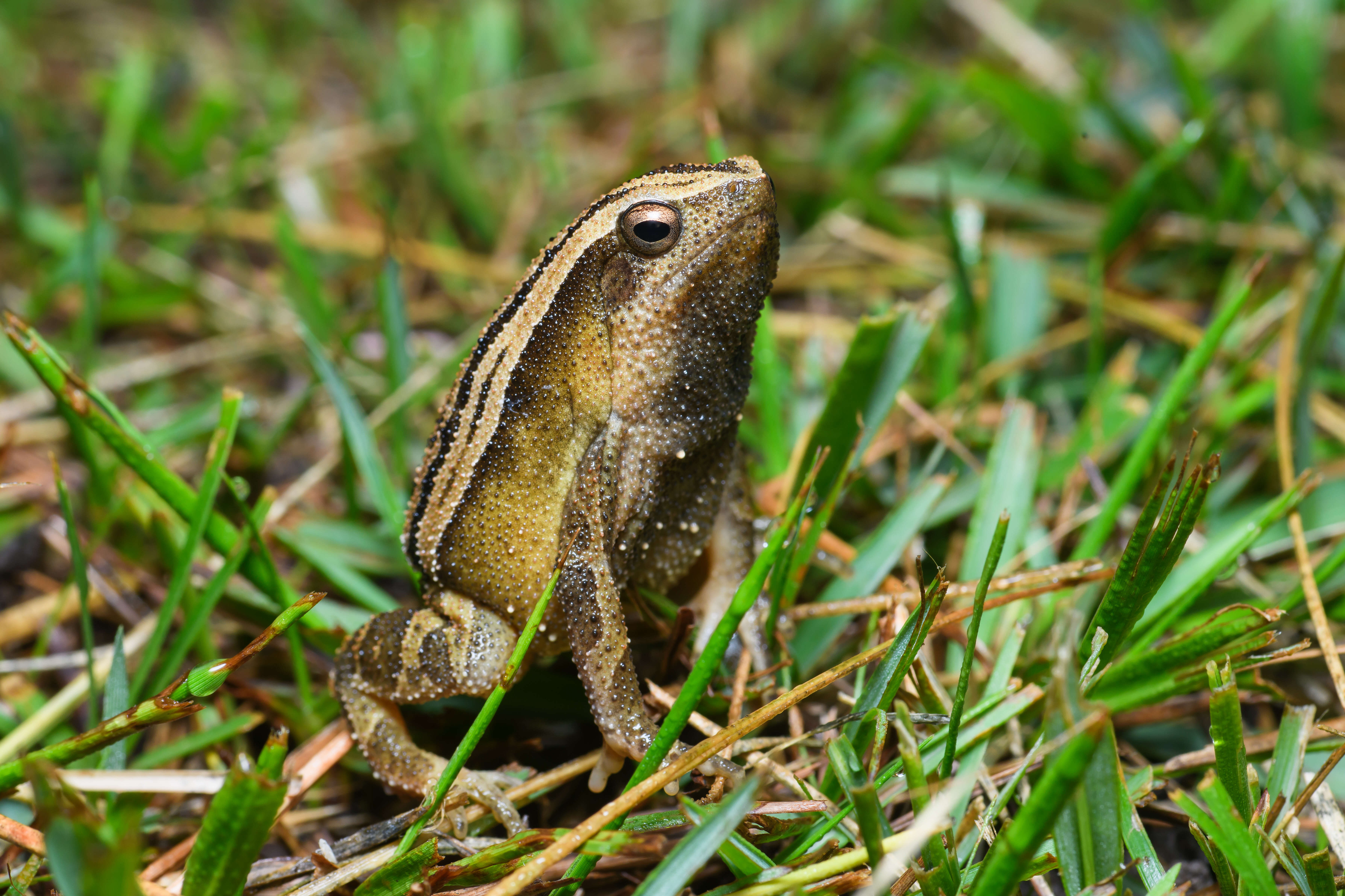 Image of Kalophrynus interlineatus (Blyth 1855)