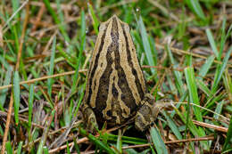 Image of Kalophrynus interlineatus (Blyth 1855)