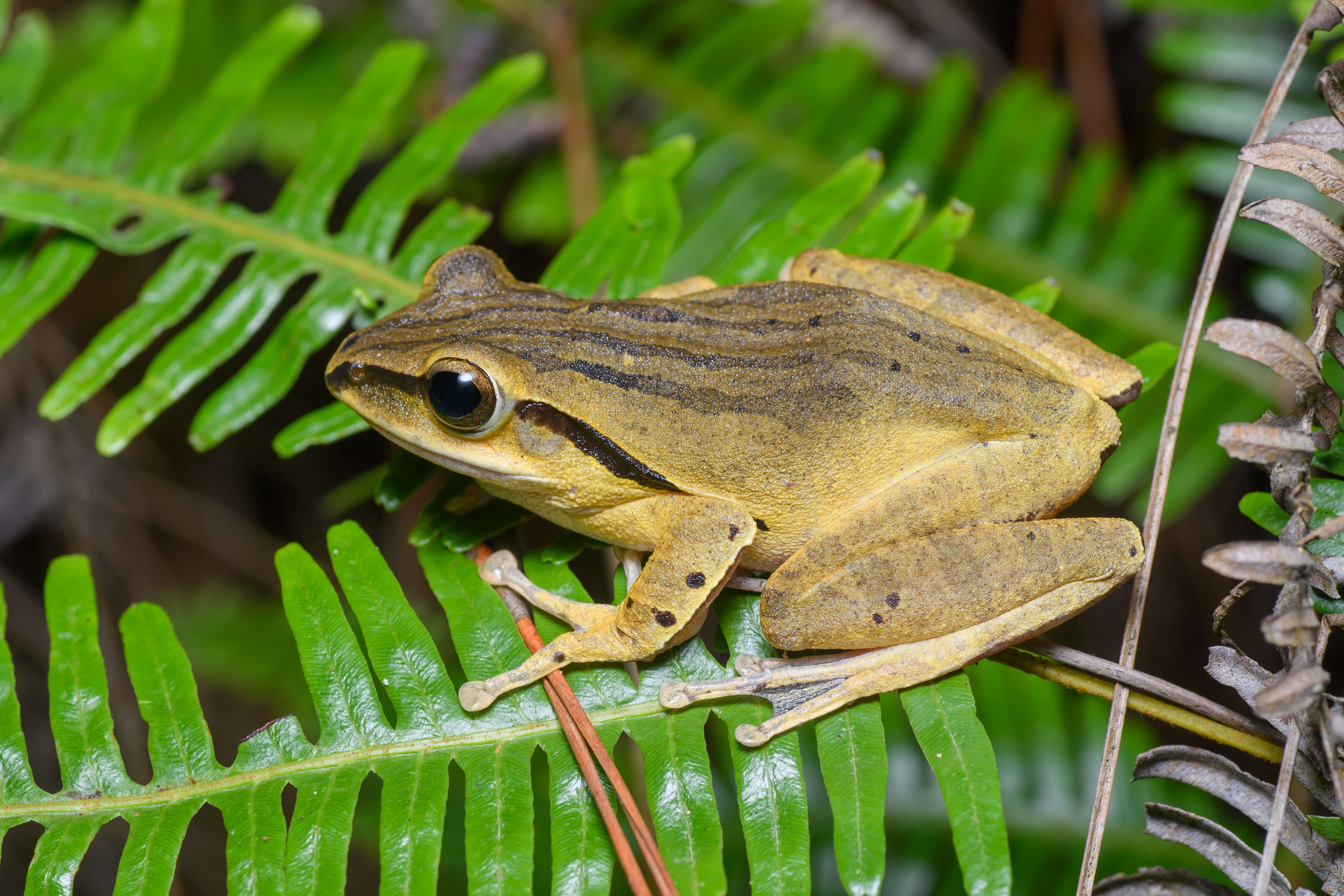 Image of Hong Kong Whipping Frog