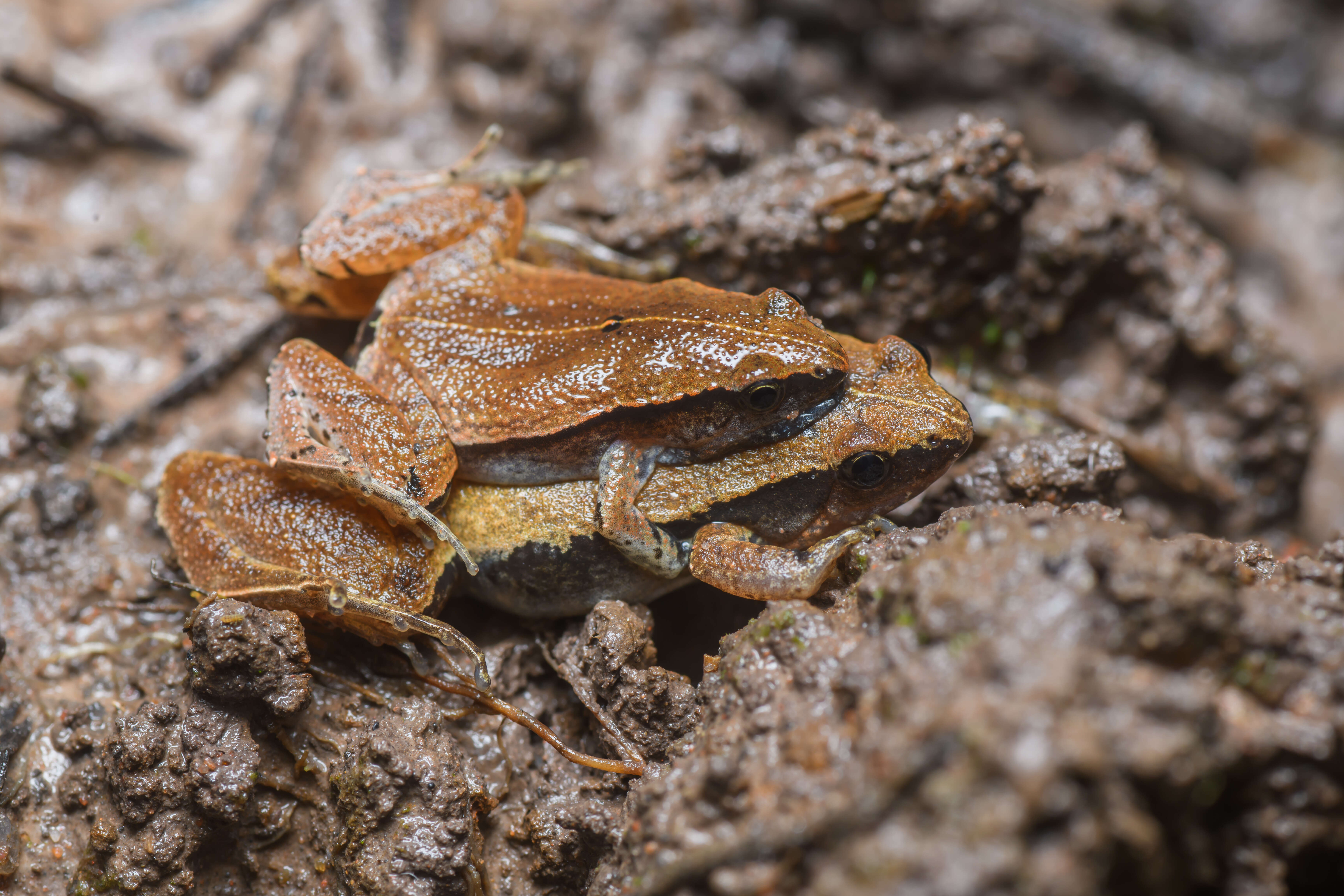 Image of Arcuate-spotted Pygmy Frog