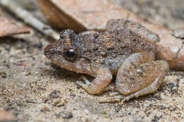Image of Gyldenstolpe's Frog