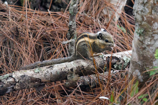 Image of Himalayan Striped Squirrel