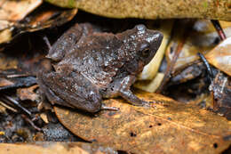 Image of Berdmore's Chorus Frog