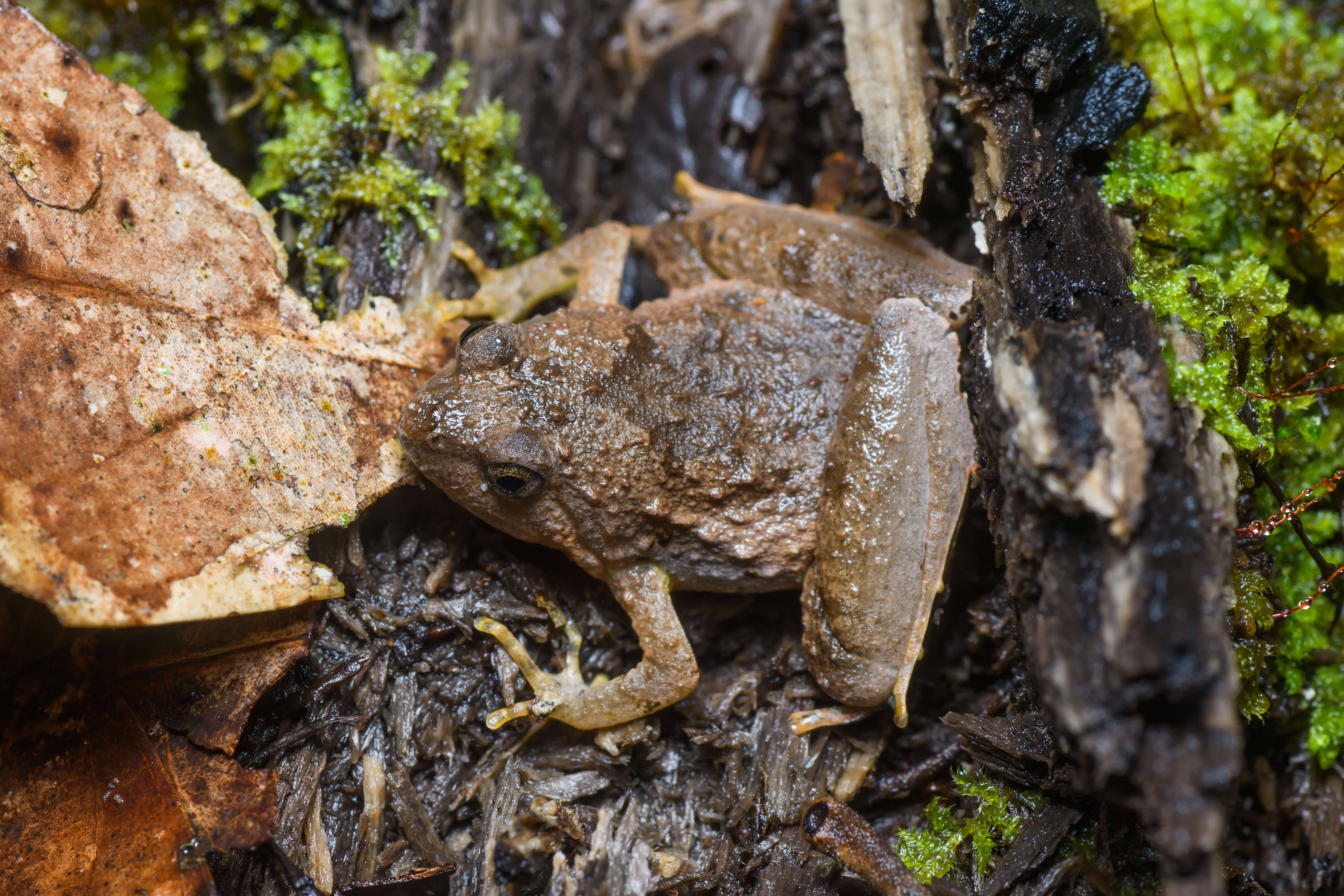 Image of Berdmore's Chorus Frog