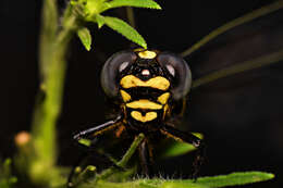 صورة Ictinogomphus rapax (Rambur 1842)