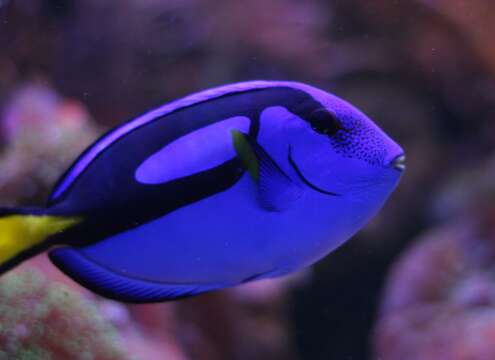 Image of Paracanthurus