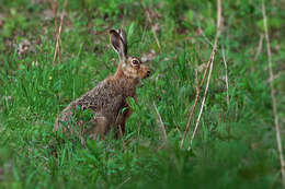 Image of brown hare, european hare