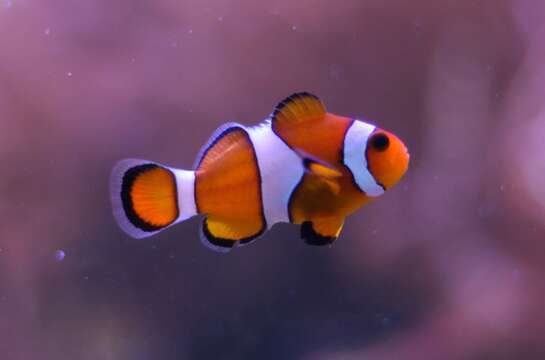 Imagem de Amphiprion ocellaris Cuvier 1830