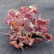 Image of Black-spined pricklypear