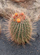 Image of Emory's barrel cactus
