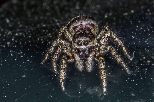 Image of Zebra spider