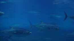 Image of Allison's Tuna