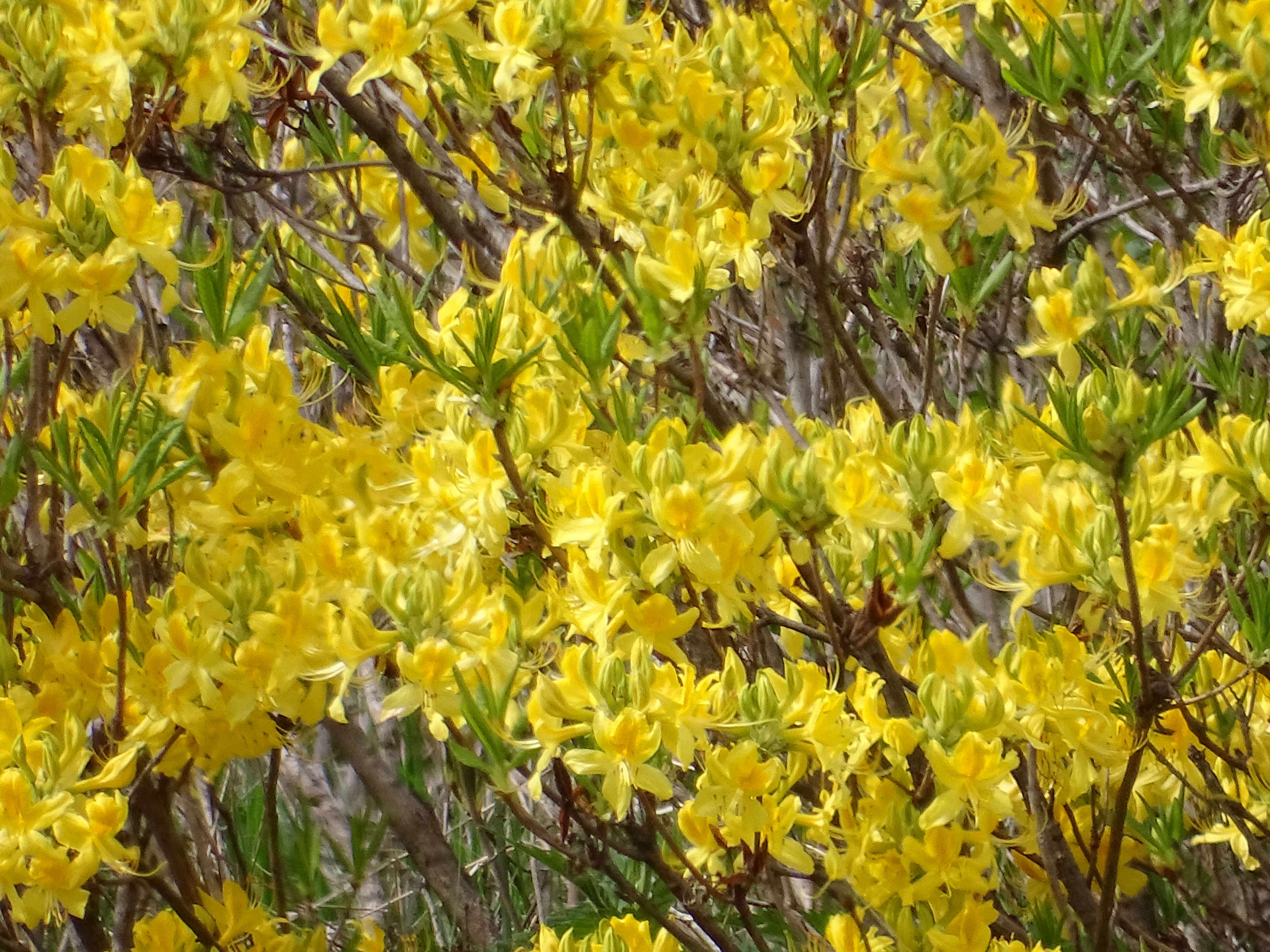 Image of Yellow Azalea