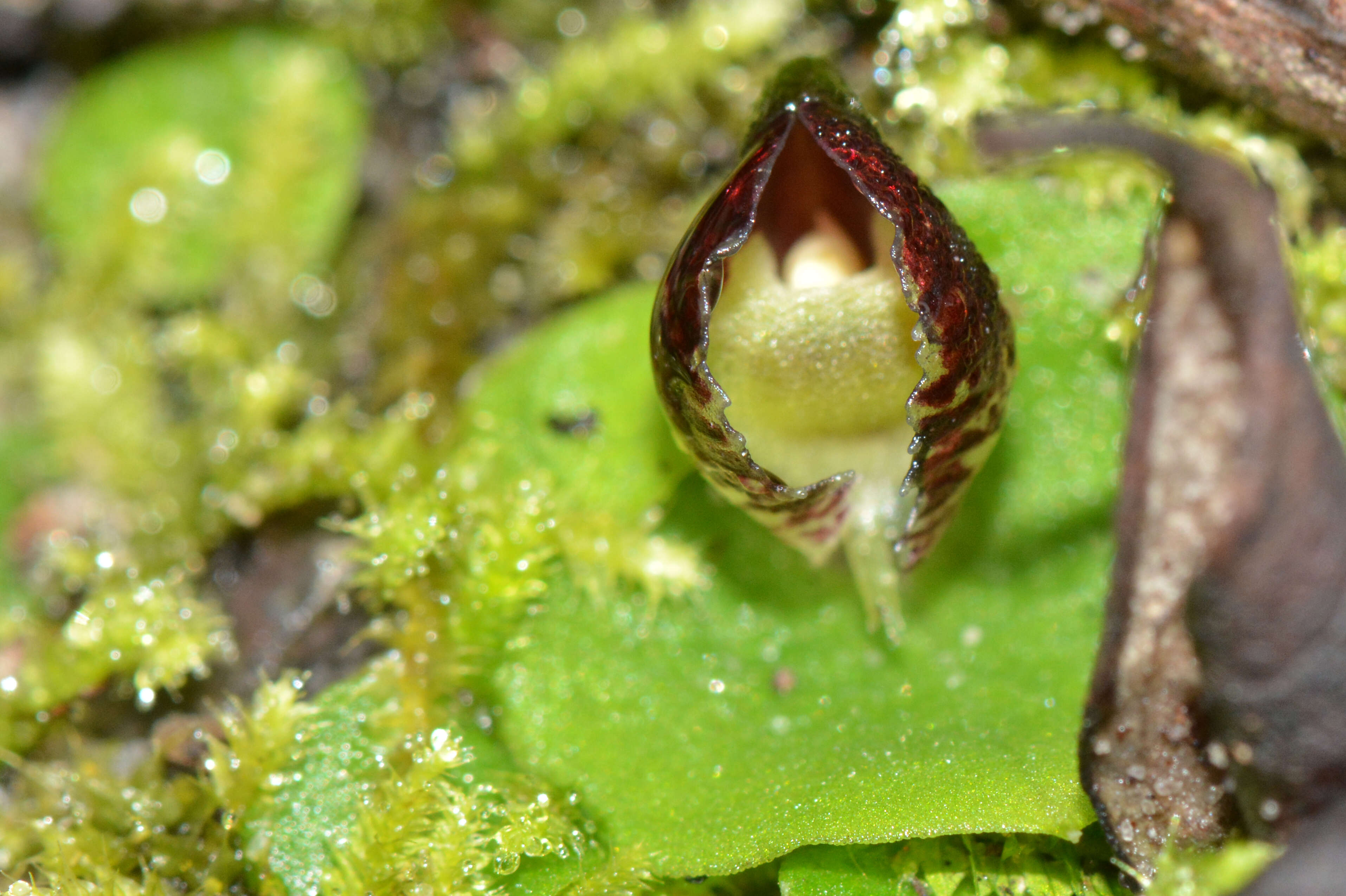 Image of Tiny helmet orchid