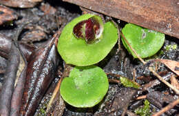 Image of Tiny helmet orchid