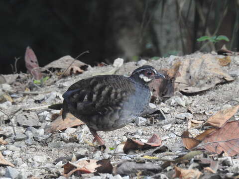 Image of Malay Partridge